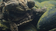Bufo gargarizans