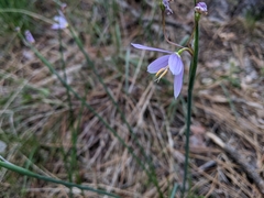 Olsynium douglasii