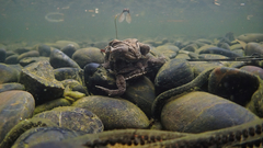 Bufo gargarizans