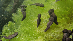 Bufo gargarizans