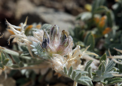 Astragalus austiniae