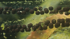 Bufo gargarizans