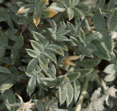 Astragalus austiniae