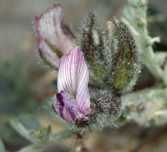 Astragalus austiniae