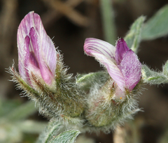 Astragalus austiniae