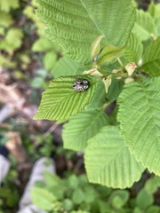 Calligrapha confluens