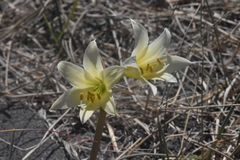 Zephyranthes maculata
