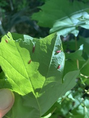 Dasineura communis