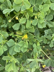 Medicago polymorpha