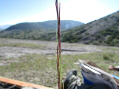 Aristida schiedeana