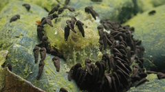 Bufo gargarizans