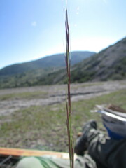 Aristida schiedeana