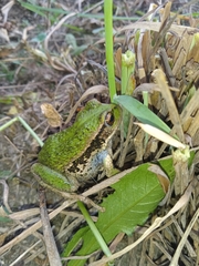 Gastrotheca riobambae