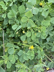 Medicago polymorpha