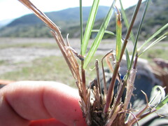Aristida schiedeana