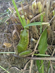 Gastrotheca riobambae