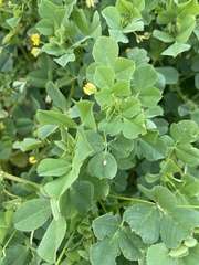 Medicago polymorpha