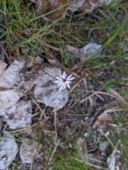 Lithophragma