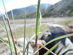 Aristida schiedeana