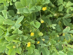 Medicago polymorpha
