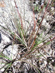 Aristida schiedeana