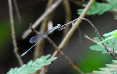 Rhadinosticta simplex