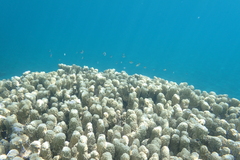 Porites rus