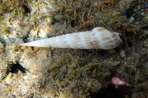 Oxymeris gouldi observed 2023-02-13