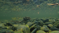 Bufo gargarizans