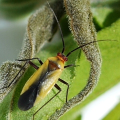 Lopidea robiniae
