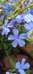 Plumbago auriculata