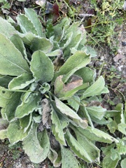 Heterotheca grandiflora