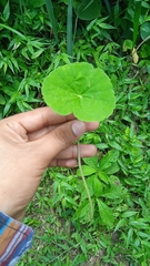 Centella asiatica