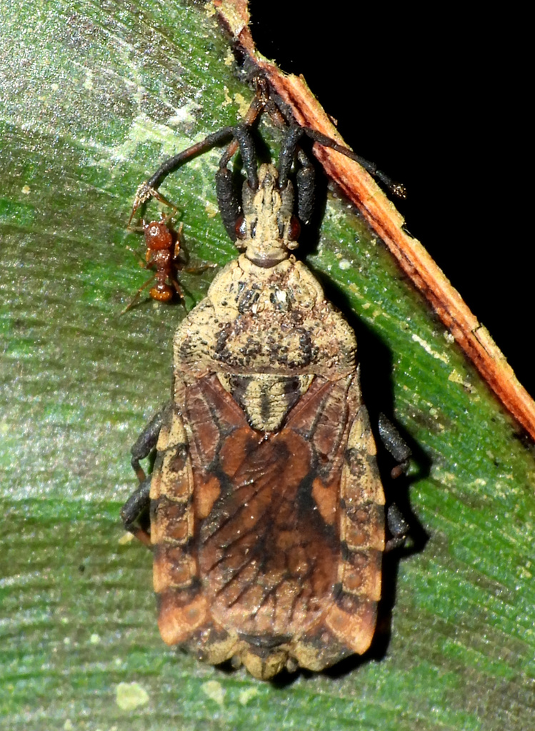 Hesus cordatus