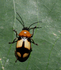 Ptilodactylidae