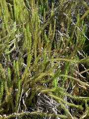 Lateristachys lateralis