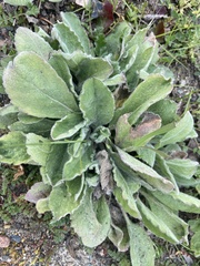Heterotheca grandiflora