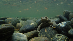 Bufo gargarizans