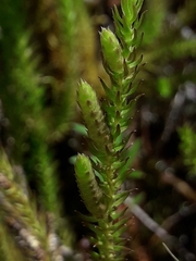 Lateristachys lateralis