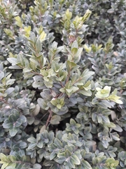 Buxus
