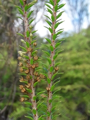 Epacris pauciflora