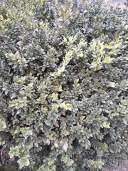 Buxus