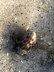 Heterocerus intermuralis