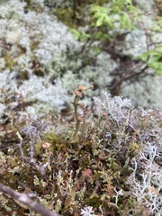 Cladonia gracilis