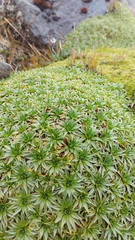 Plantago rigida