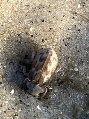 Heterocerus intermuralis