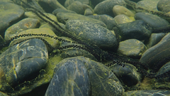 Bufo gargarizans
