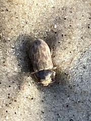 Heterocerus intermuralis