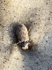 Heterocerus intermuralis