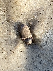 Heterocerus intermuralis